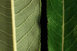 Salix udensis. Lower (left) and upper leaf surfaces.
 Image: D. Glenny © Landcare Research 2020 CC BY 4.0